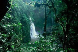 Bosques-amazónicos-colombianos-300x201