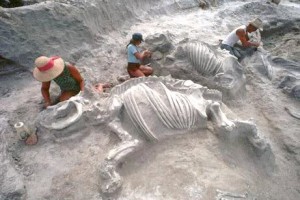 Animal-Pompeii