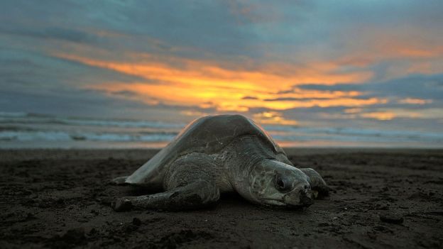 Una tortuga olivácea desova en la playa de Ostional