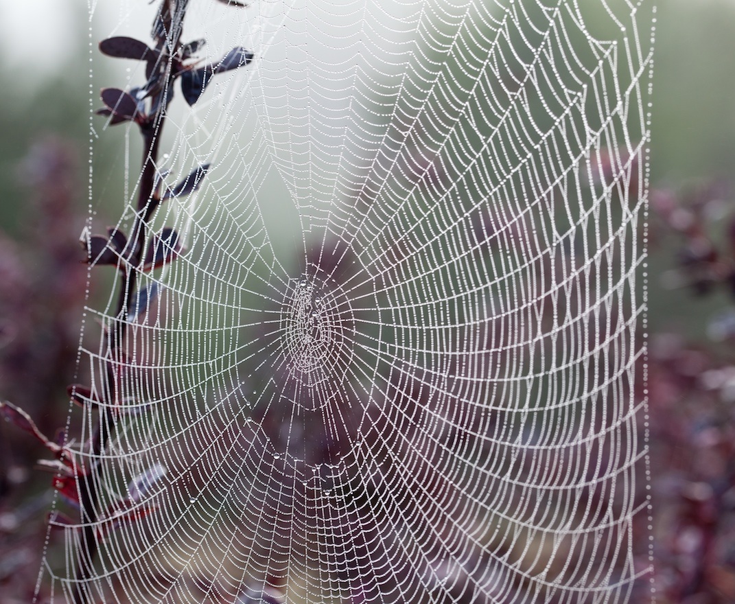 La seda de araña que revoluciona la industria textil Acercando Naciones