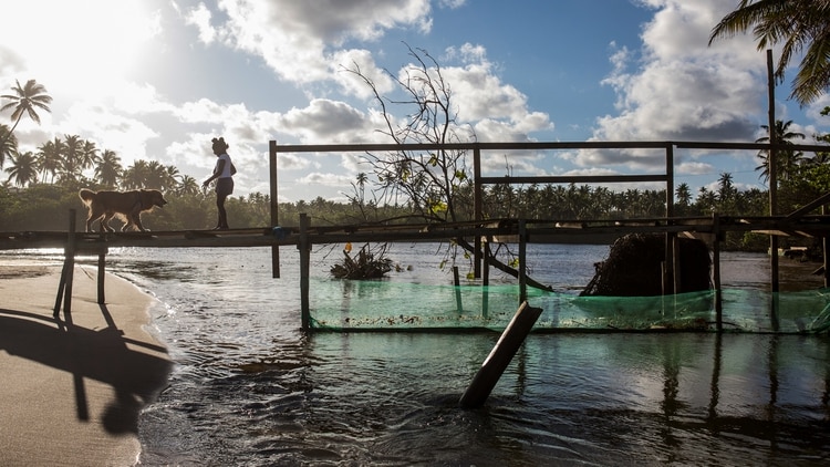 Una mujer y un perro permanecen en un puente con una red colocada debajo para tratar de impedir que la mancha negra llegue a un río después de un derrame de petróleo en la playa de Imbassai, municipio de Mata de Sao Joao, estado de Bahía (AFP)