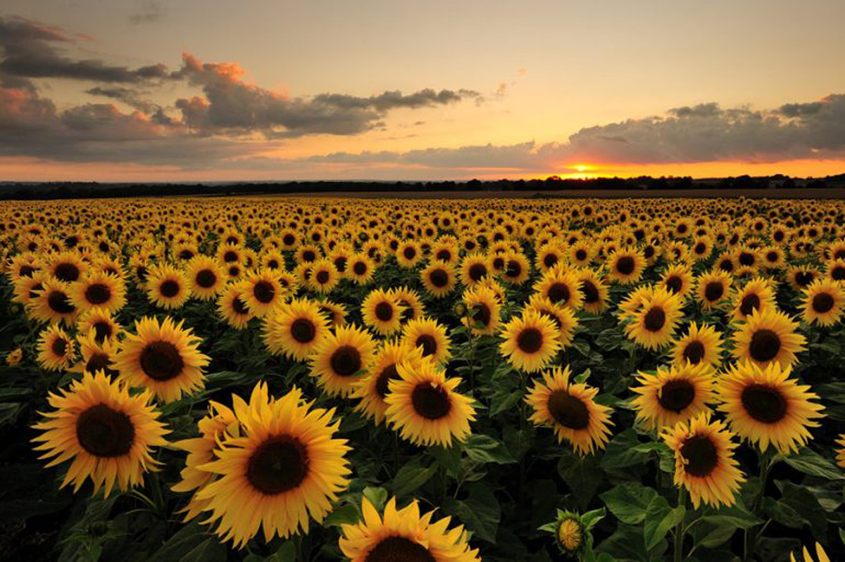 Girasoles, flores que siguen al sol