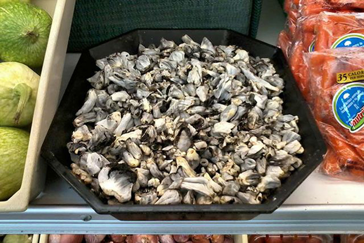 El huitlacoche es una variedad de hongo de un color negruzco