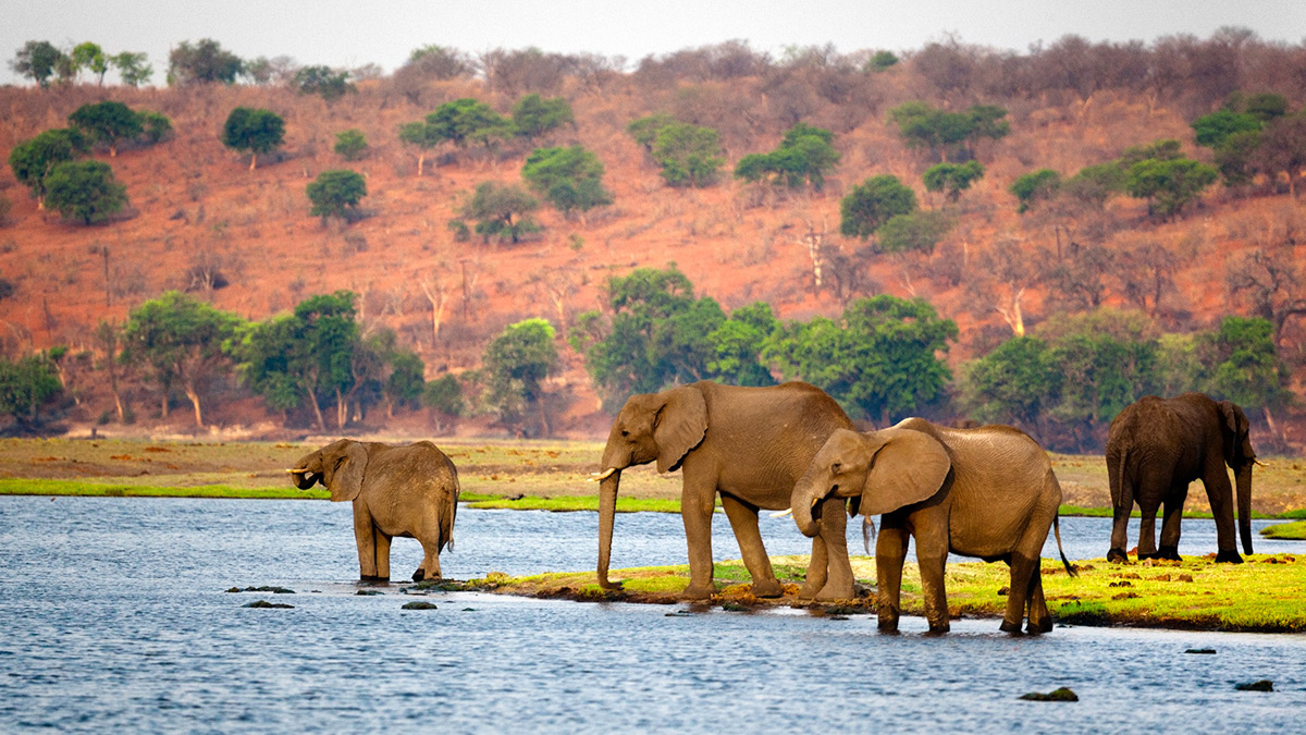 Botswana, es un país africano, del tamaño de Francia, en el que sólo hay elefantes y diamantes