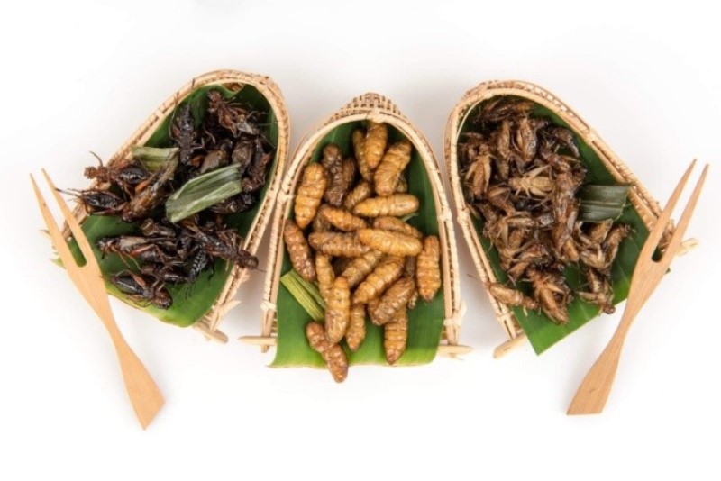<strong>Comer insectos puede revolucionar la alimentación mundial</strong>