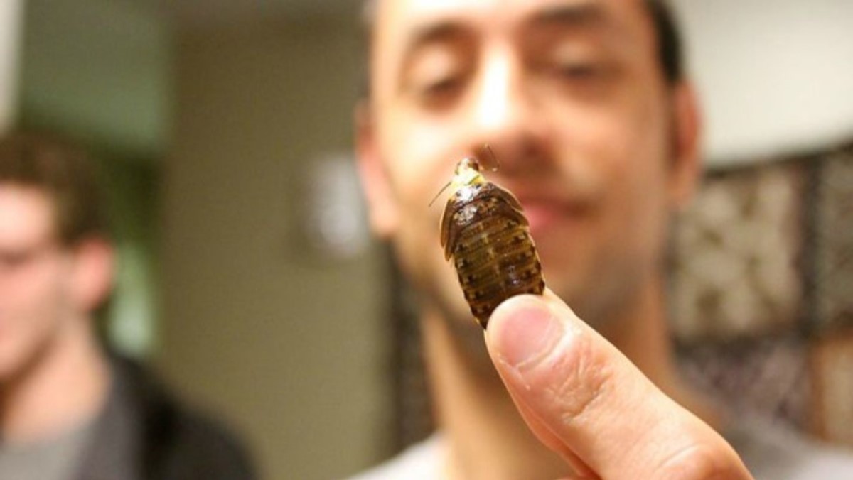 Insectos, el alimento del futuro