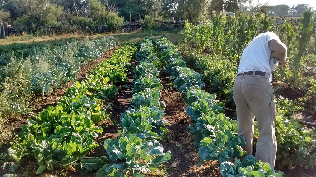 Soberanía alimentaria implica decidir¨que sembrar?