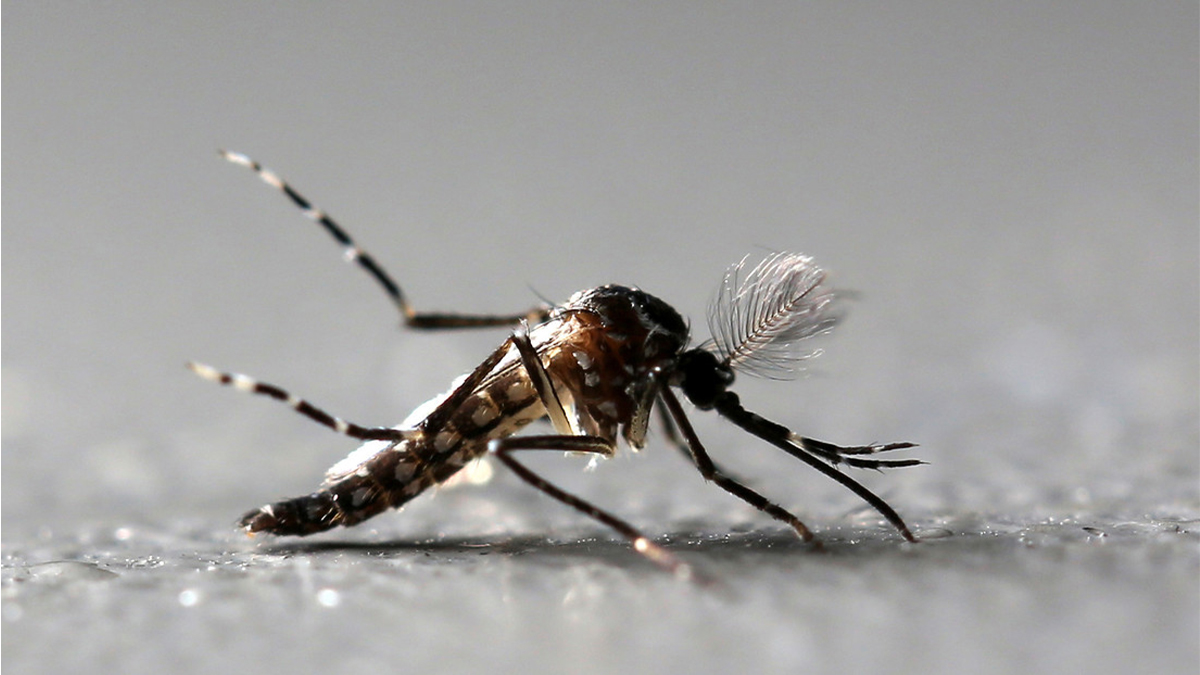 Mosquitos modificados genéticamente - Imagen ilustrativaPaulo Whitaker / Reuters