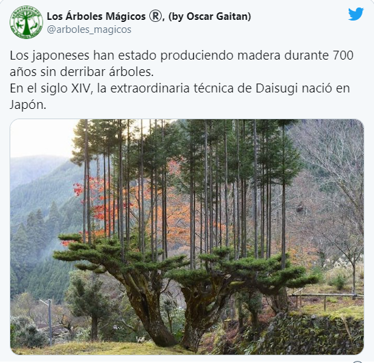 Madera sin talar árboles, solo en Japón. | Acercando Naciones