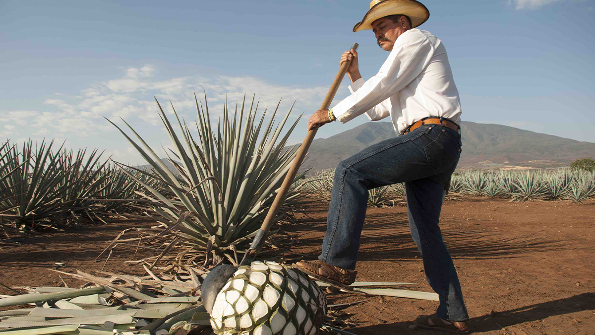 En el estado de Jalisco hay un pueblo con el nombre de Tequila que en lengua nátuahl significa lugar de trabajo.