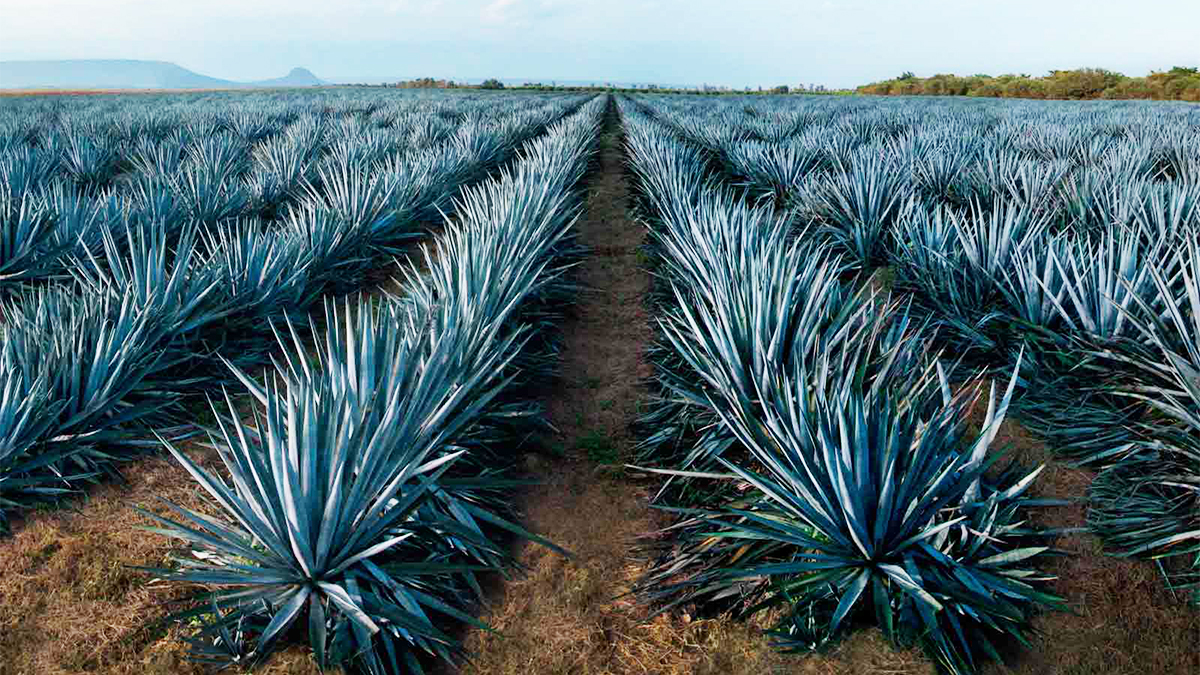 El tequila es una bebida alcohólica obtenida del destilado,del jugo extraído del agave, en particular el llamado "Agave Azul" (Agave tequilana , variedad Azul).
