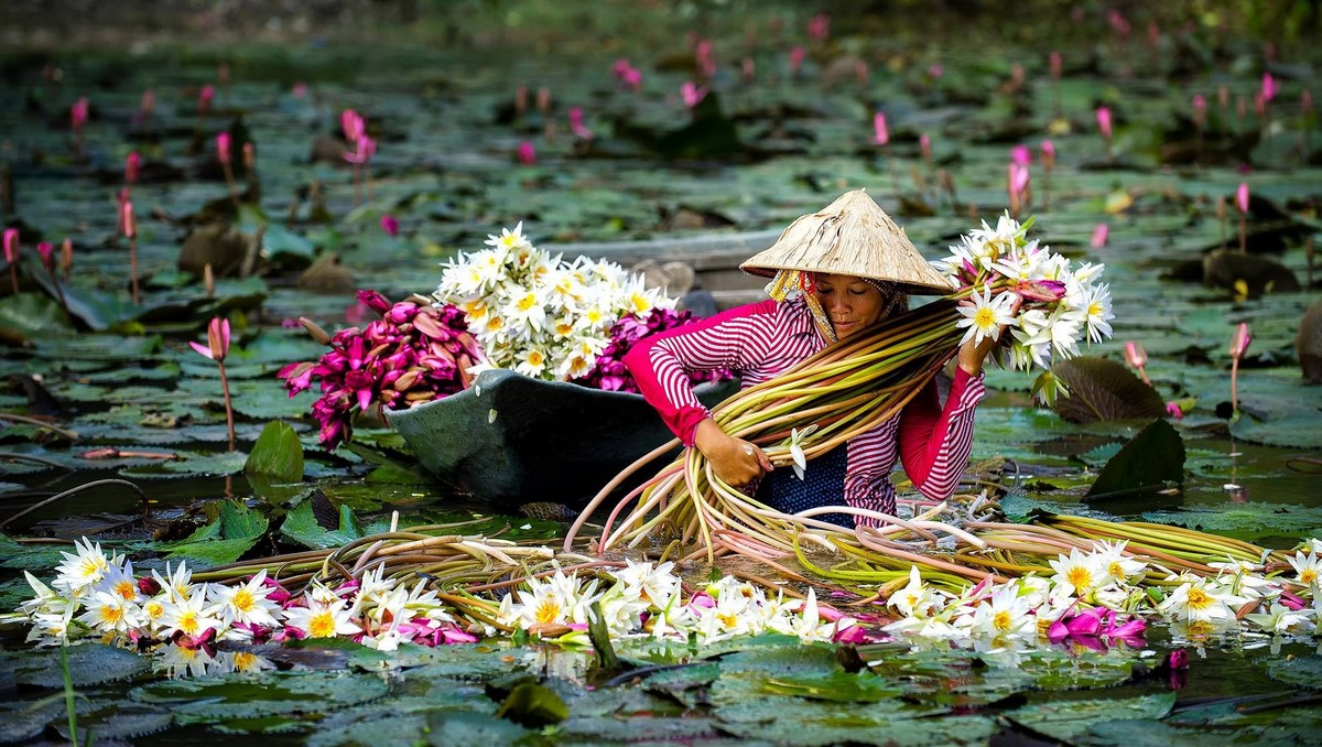 Nenúfares en los ríos de Vietnam