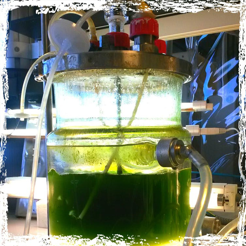 Biorreactor para cultivo de la microalga <em>Chlorella</em>. <a href="https://commons.wikimedia.org/wiki/File:Microalgal_reactor.jpg">Wikimedia Commons / Ahom04</a>, <a href="http://creativecommons.org/licenses/by-sa/4.0/">CC BY-SA</a>