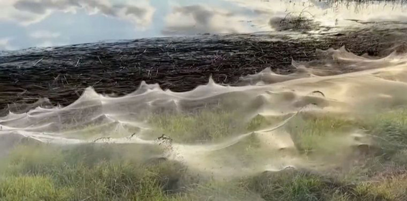 Lago de Australia cubierto de telarañas