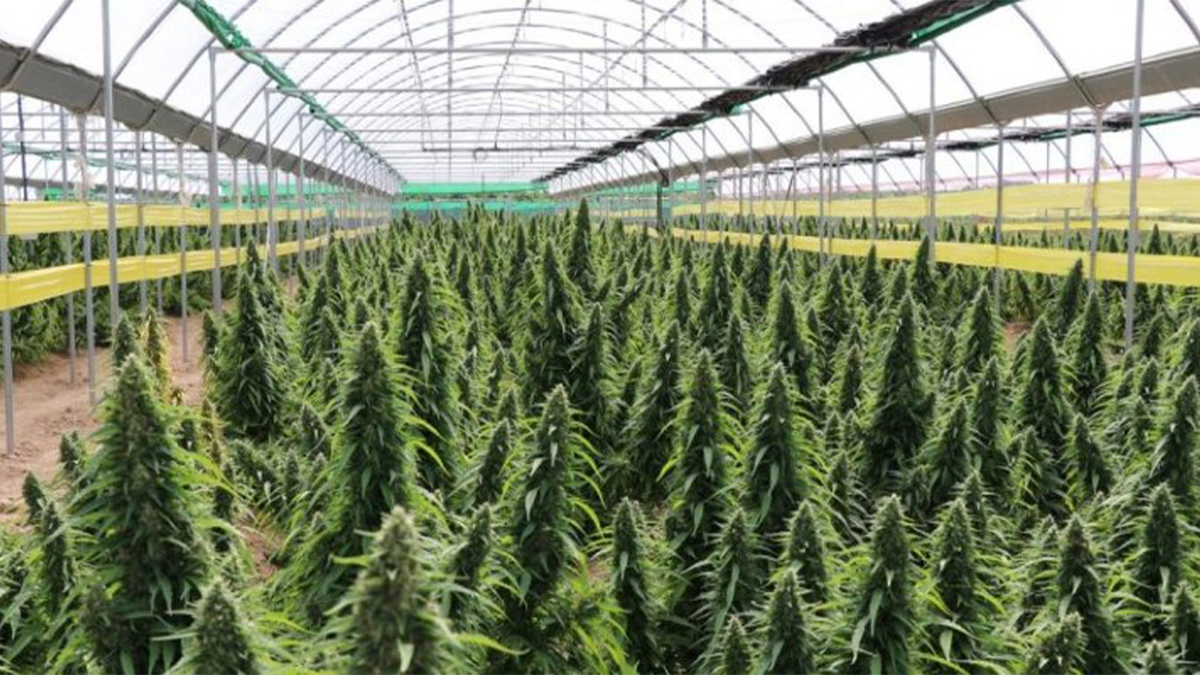 Cannabis, ¿industria en desarrollo?