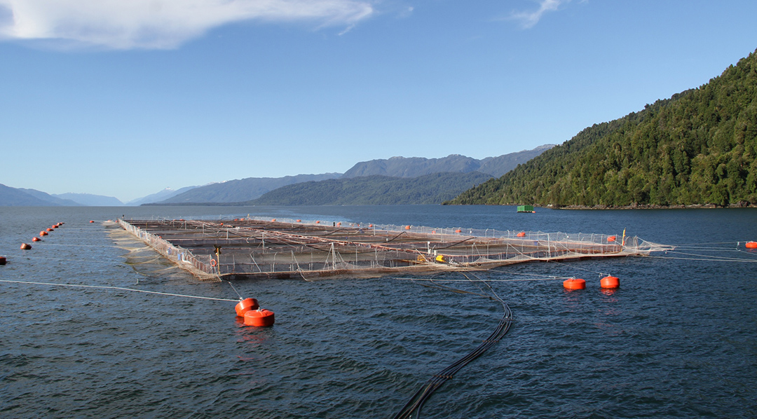 El ejemplo más cercano de esta actividad productiva está en Chile, país que exporta su producción de salmón de criadero por un monto de alrededor de 5000 millones de dólares anuales.