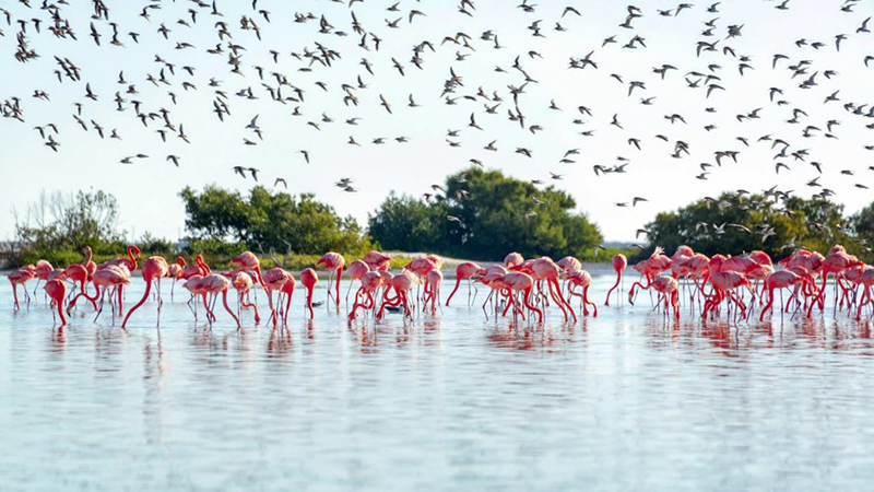 Group of flamingos near Rio Lagartos, Mexico with a flock of royal terns flying in the background
