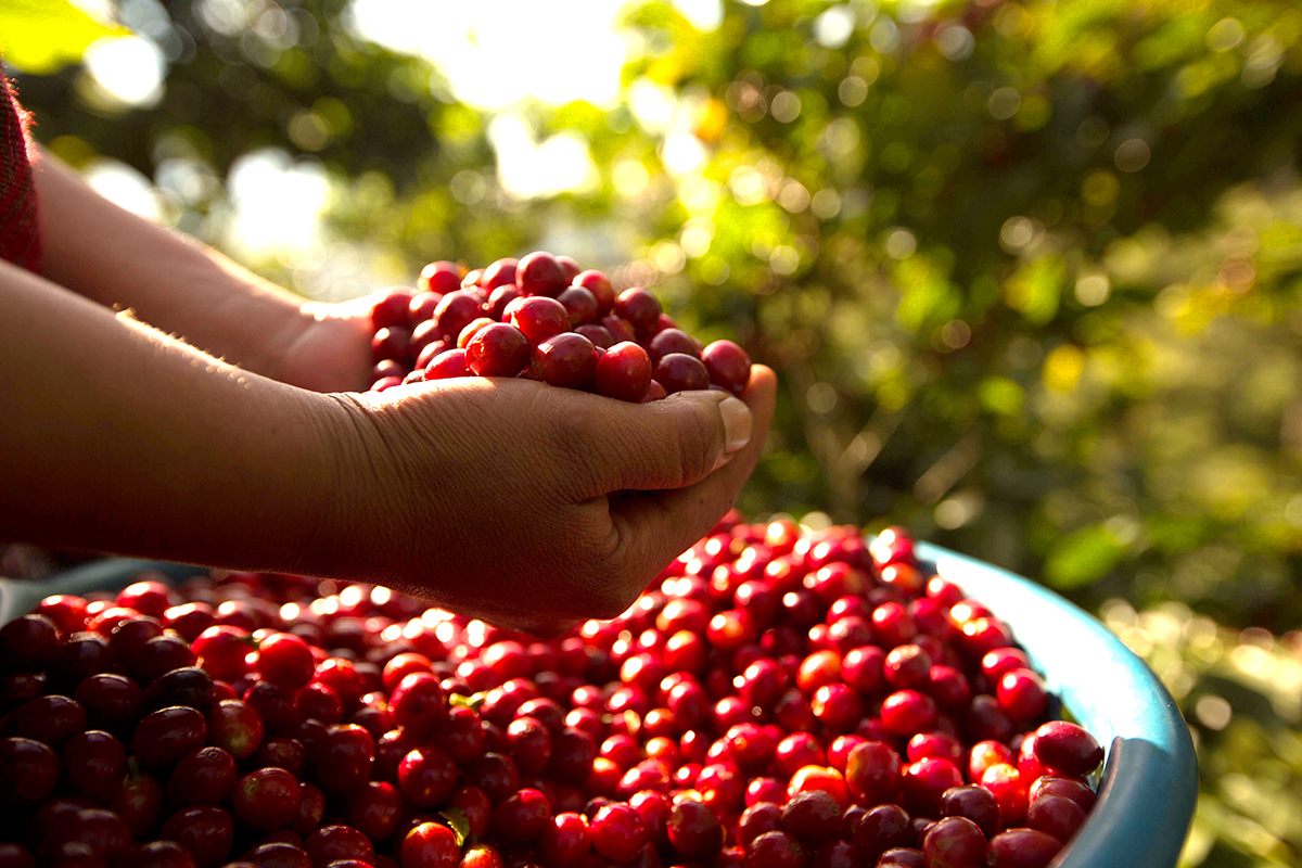 Café de Guatemala