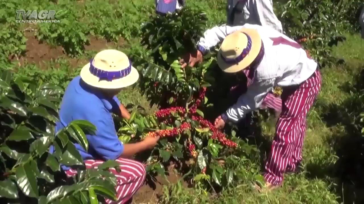Plantaciones de café de Guatemala
