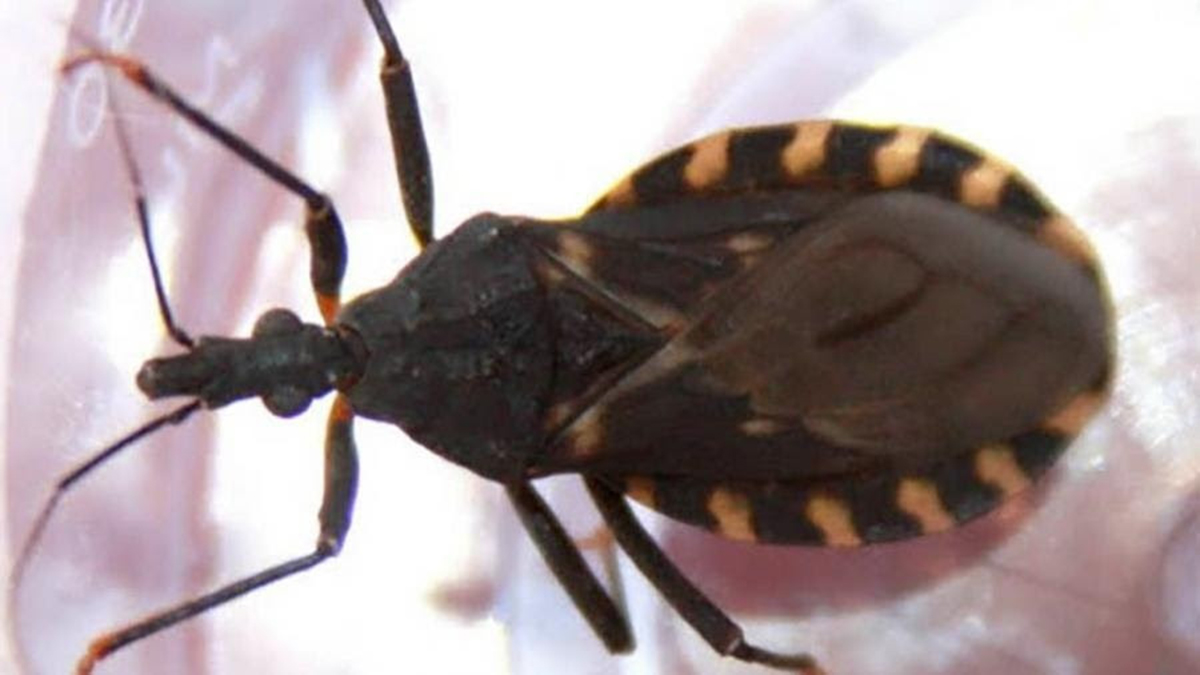 Después de 15 años reglamentaron la Ley de Chagas