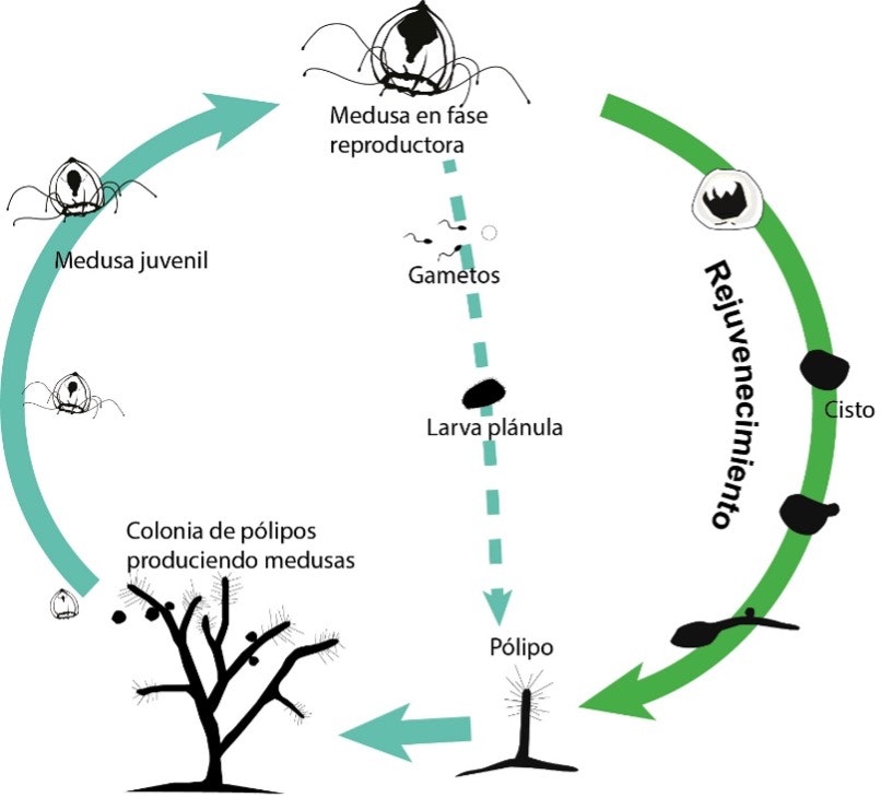 Ciclo de vida de <em>Turritopsis dohrnii</em> con la vía alternativa de rejuvenecimiento.