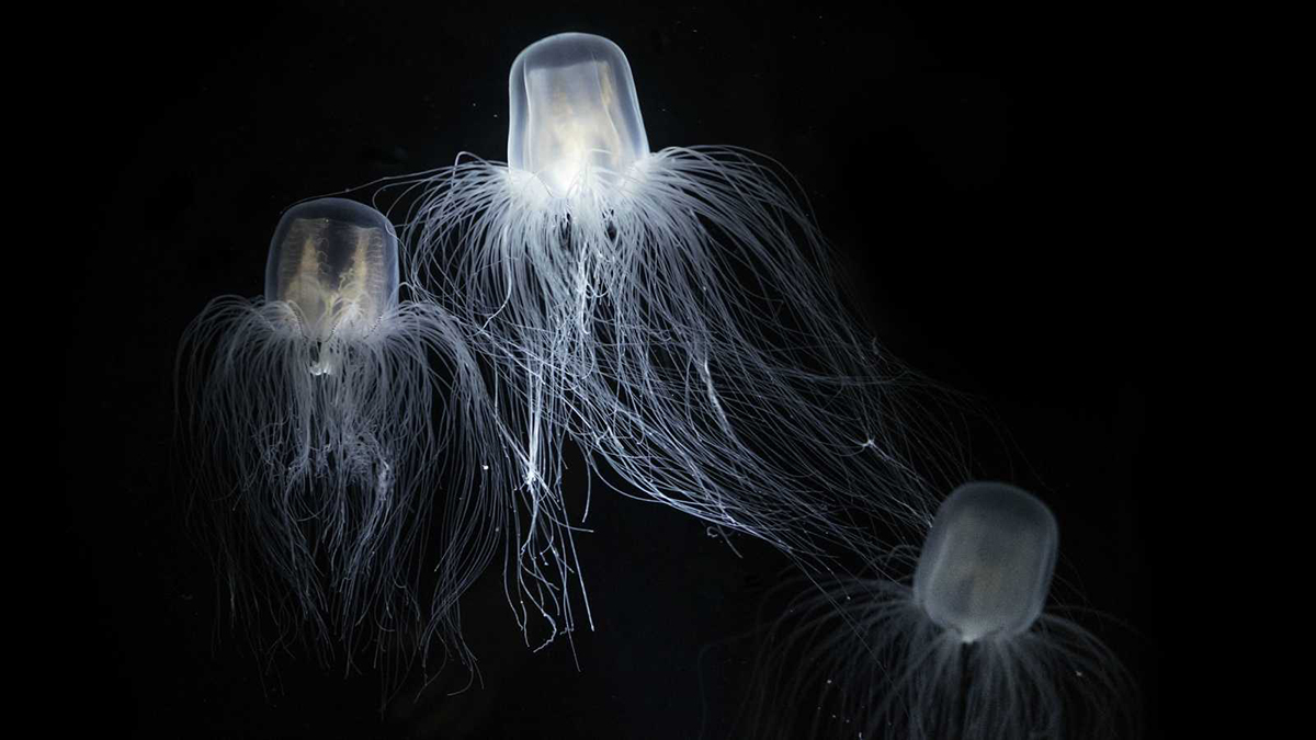 Inmortalidad, cual es el verdadero secreto ?