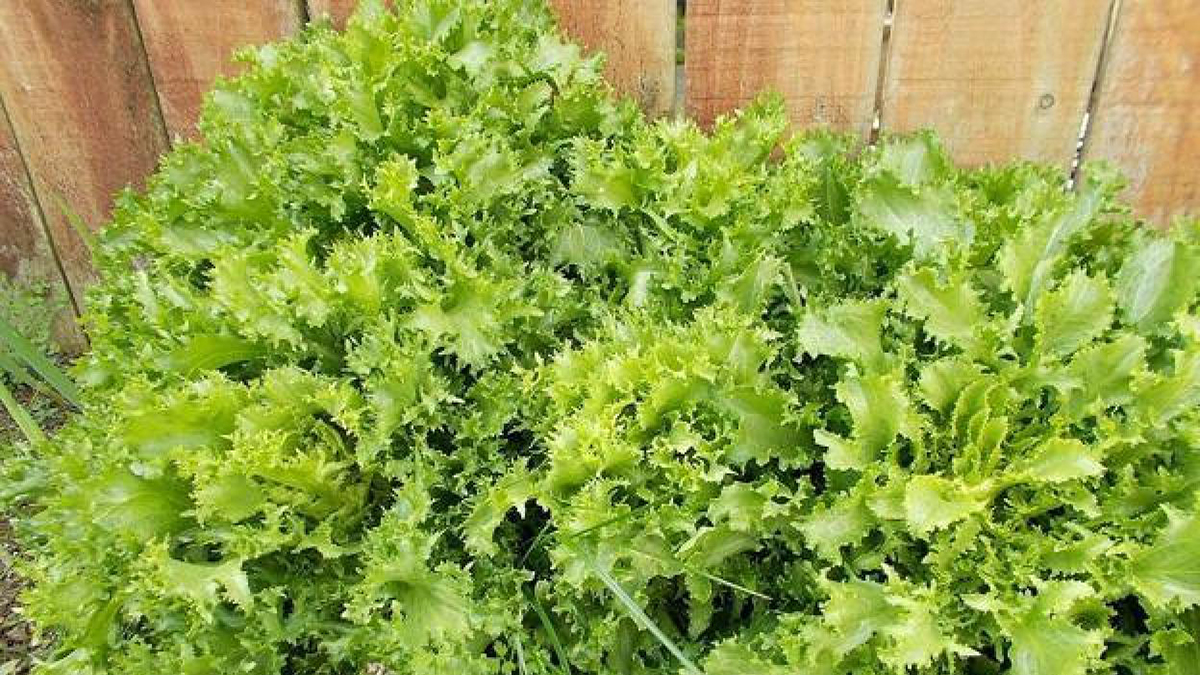 La achicoria: Una fuente de múltiples beneficios para la salud